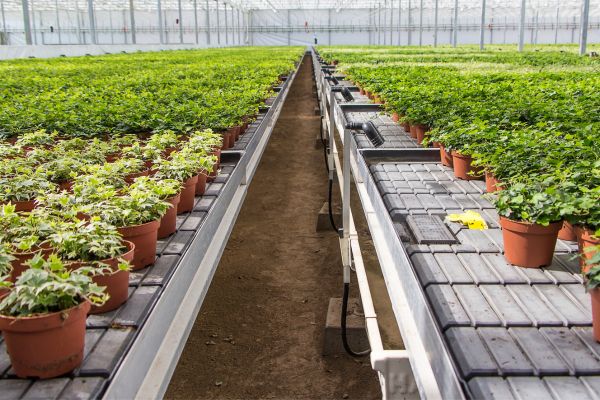 Viveiro-de-Plantas
