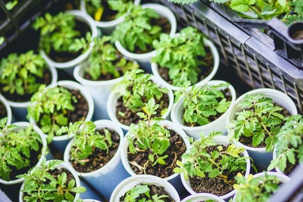 Viveiros de Plantas